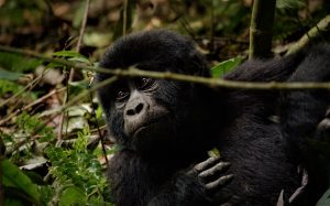 Gombe Stream National Park